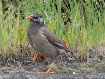 White-cheeked Starling Sambanze Tideland Sat, 4/6/2024