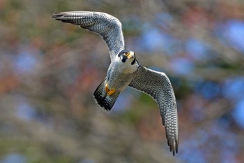 ハヤブサ 青葉山公園 2024年4月7日(日)