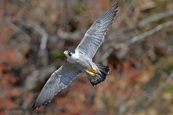 ハヤブサ 青葉山公園 2024年4月7日(日)