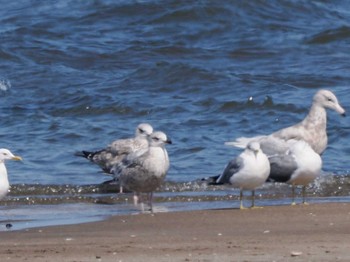 Vega Gull 新川河口(札幌市) Sun, 4/7/2024