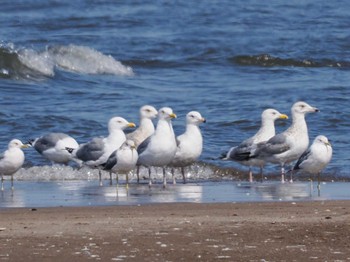 Vega Gull 新川河口(札幌市) Sun, 4/7/2024