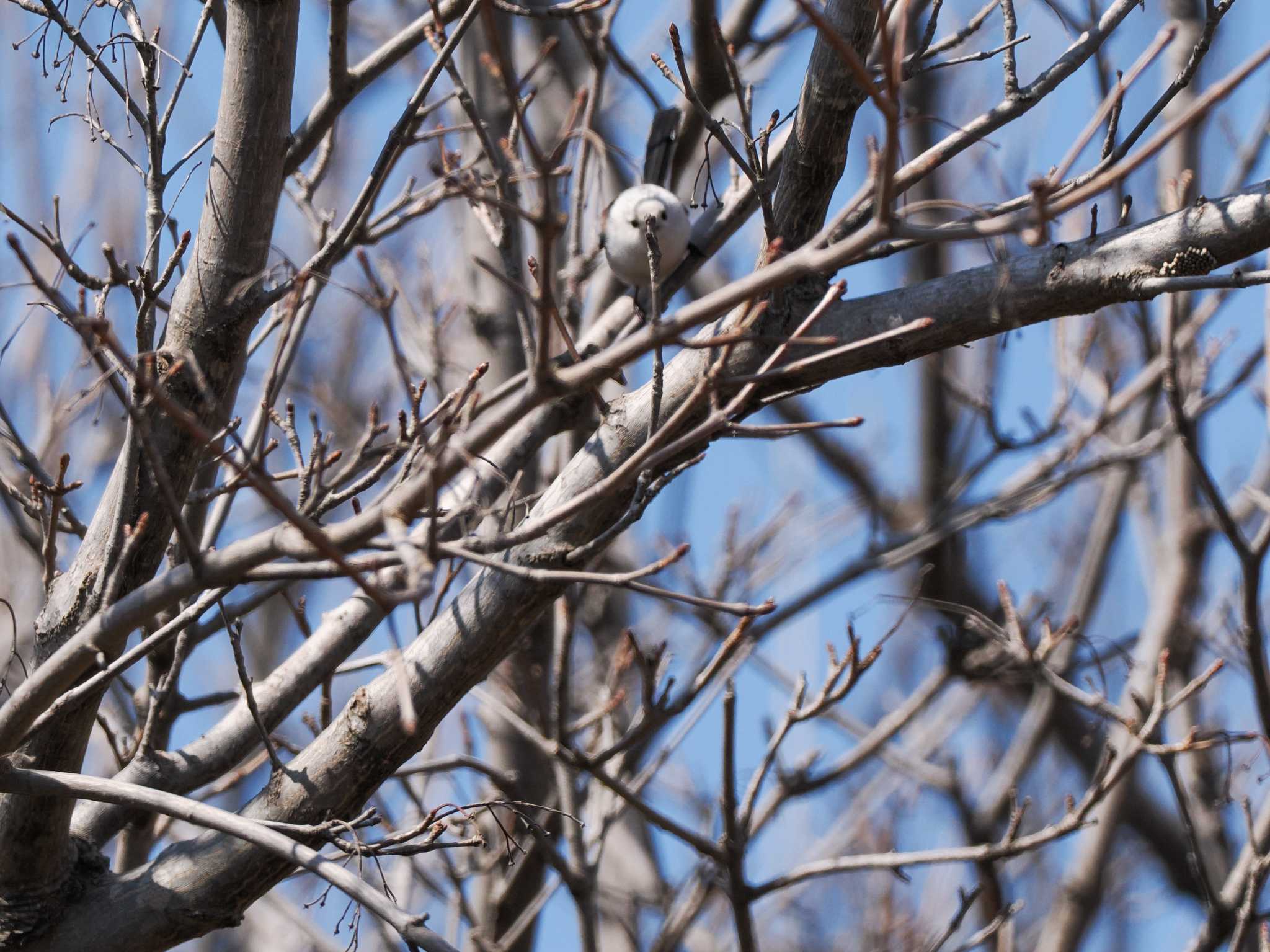 Long-tailed tit(japonicus)