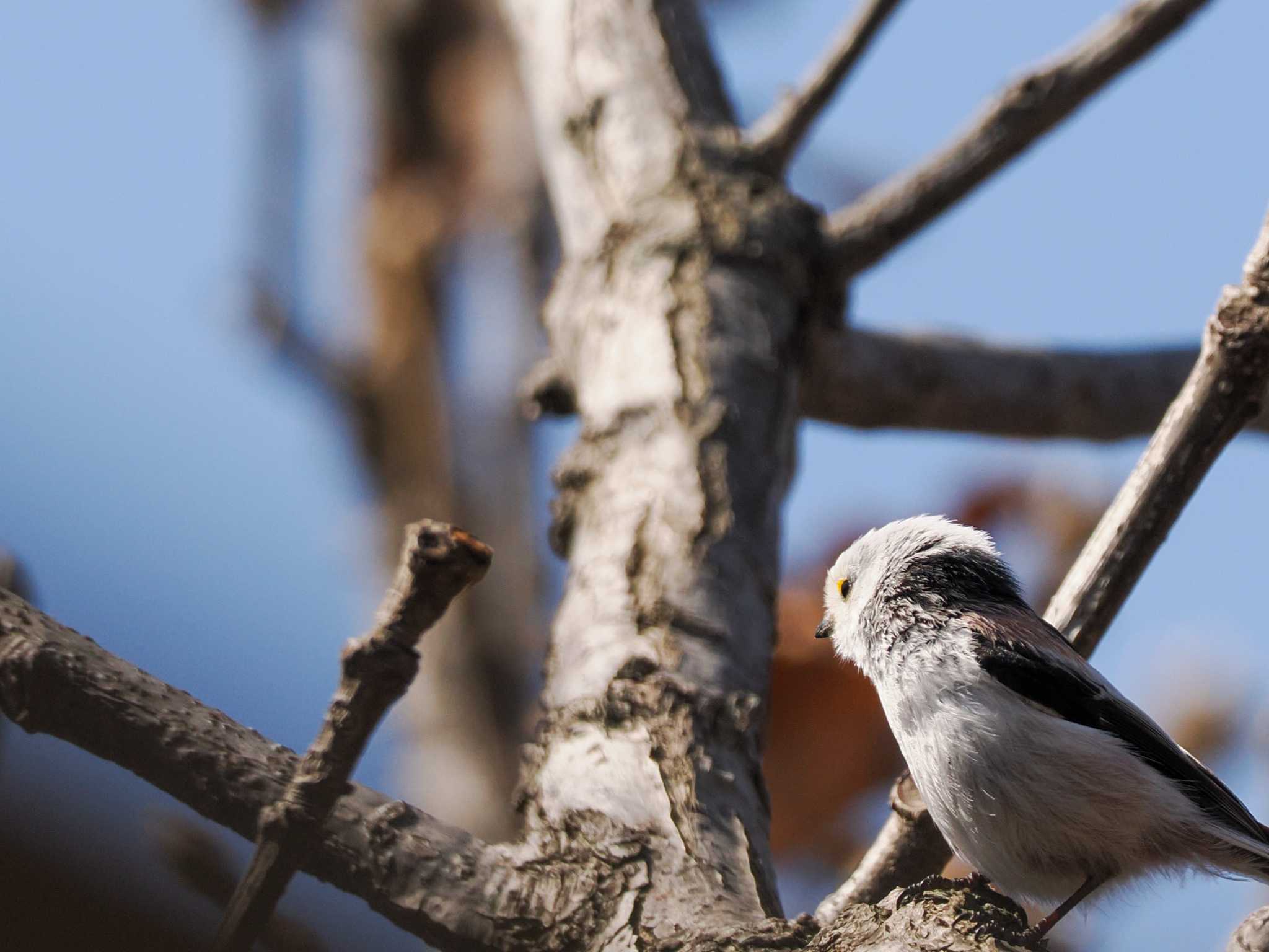 Long-tailed tit(japonicus)