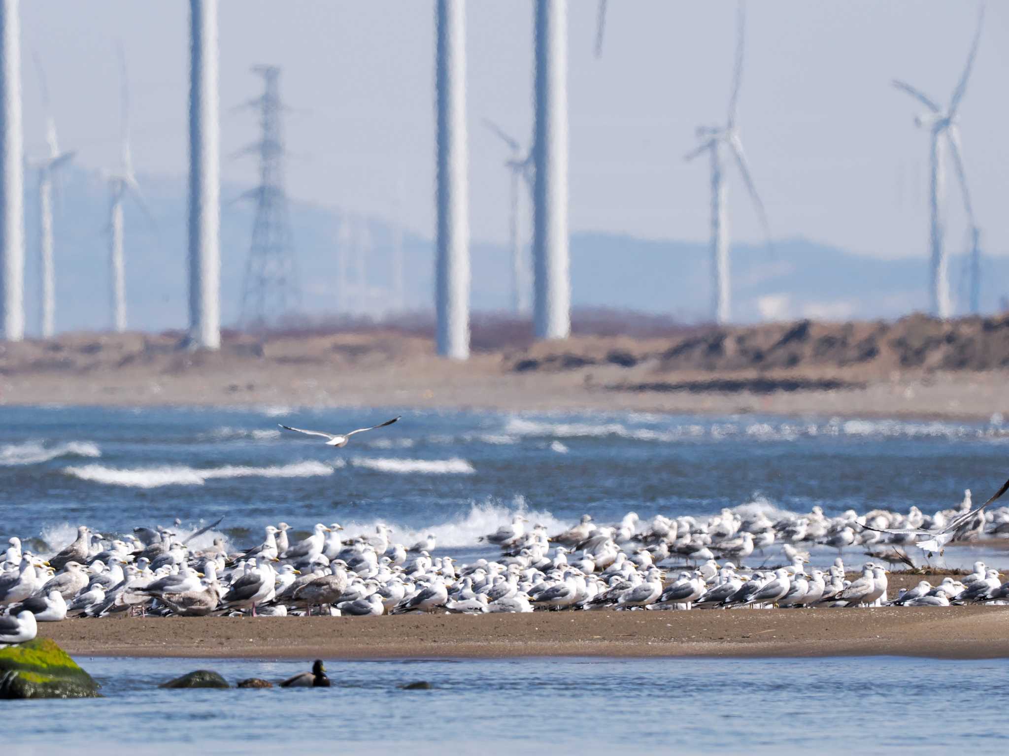 Photo of Common Gull at 新川河口(札幌市) by 98_Ark (98ｱｰｸ)