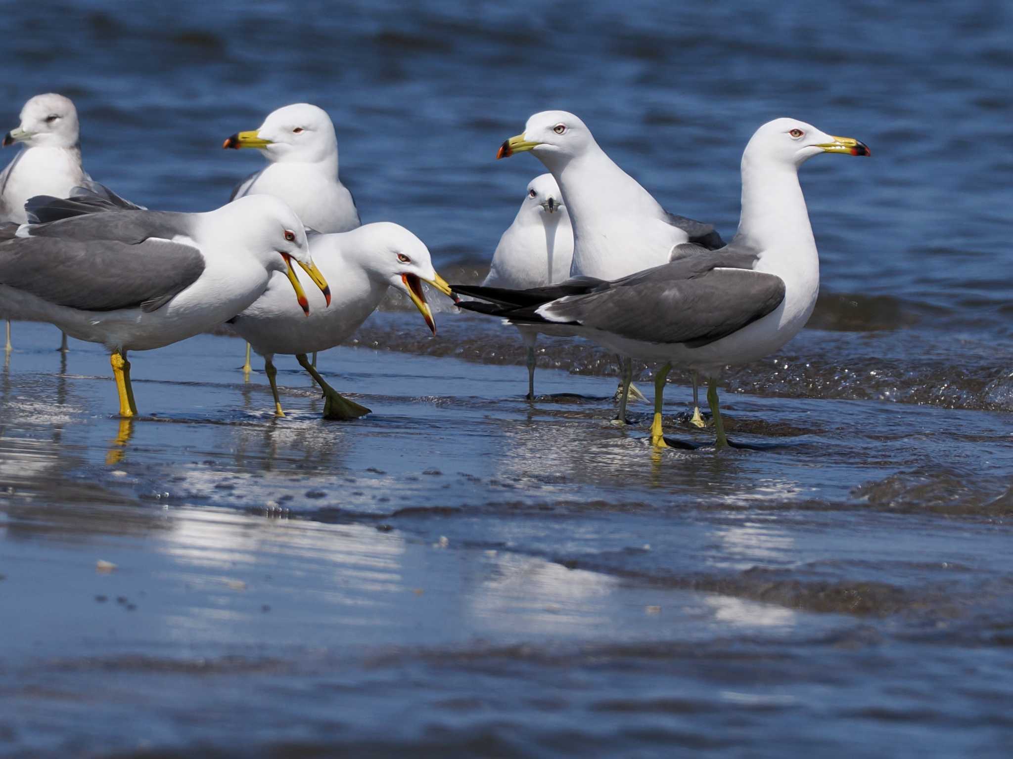 Black-tailed Gull