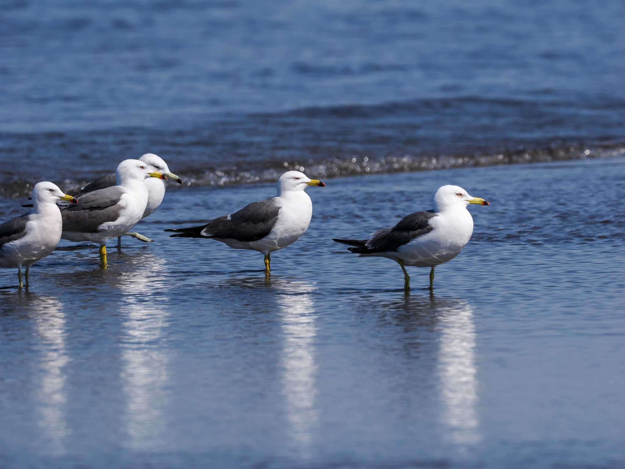 Black-tailed Gull