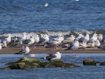 Vega Gull 新川河口(札幌市) Sun, 4/7/2024