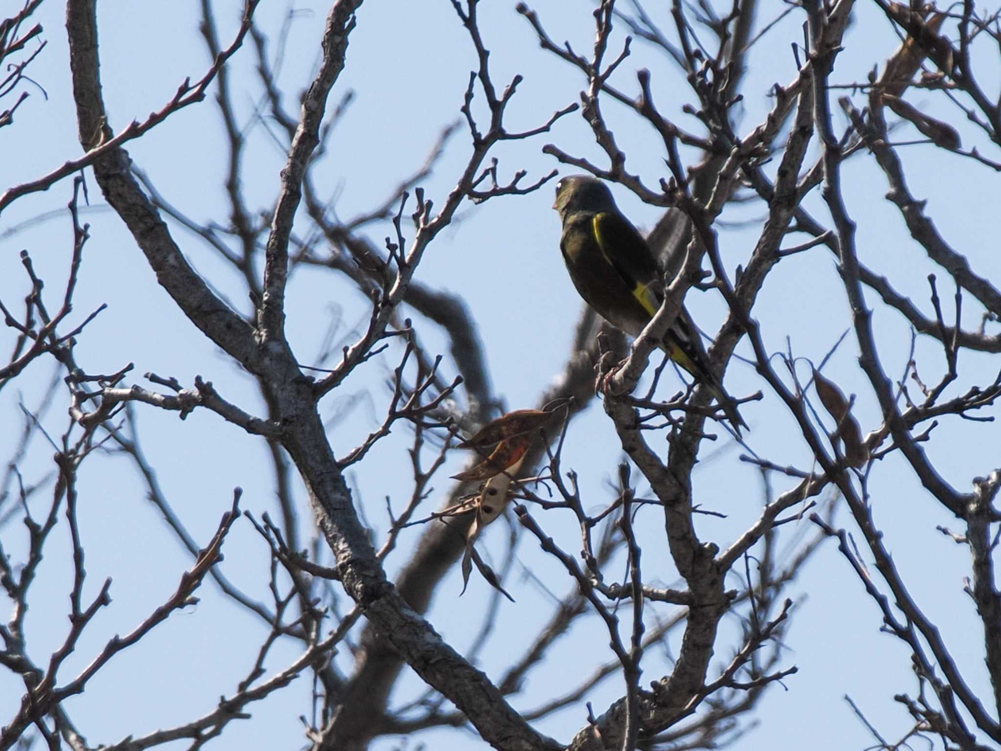 Grey-capped Greenfinch