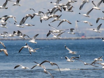 Common Gull 新川河口(札幌市) Sun, 4/7/2024