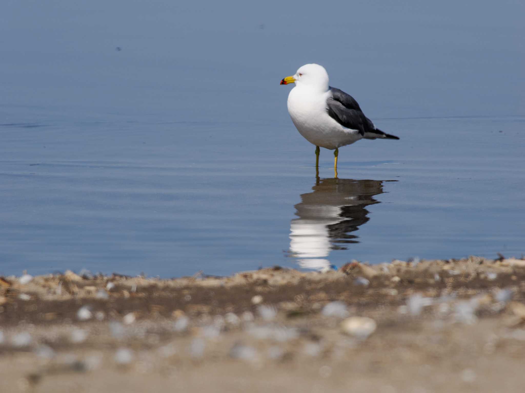 Black-tailed Gull