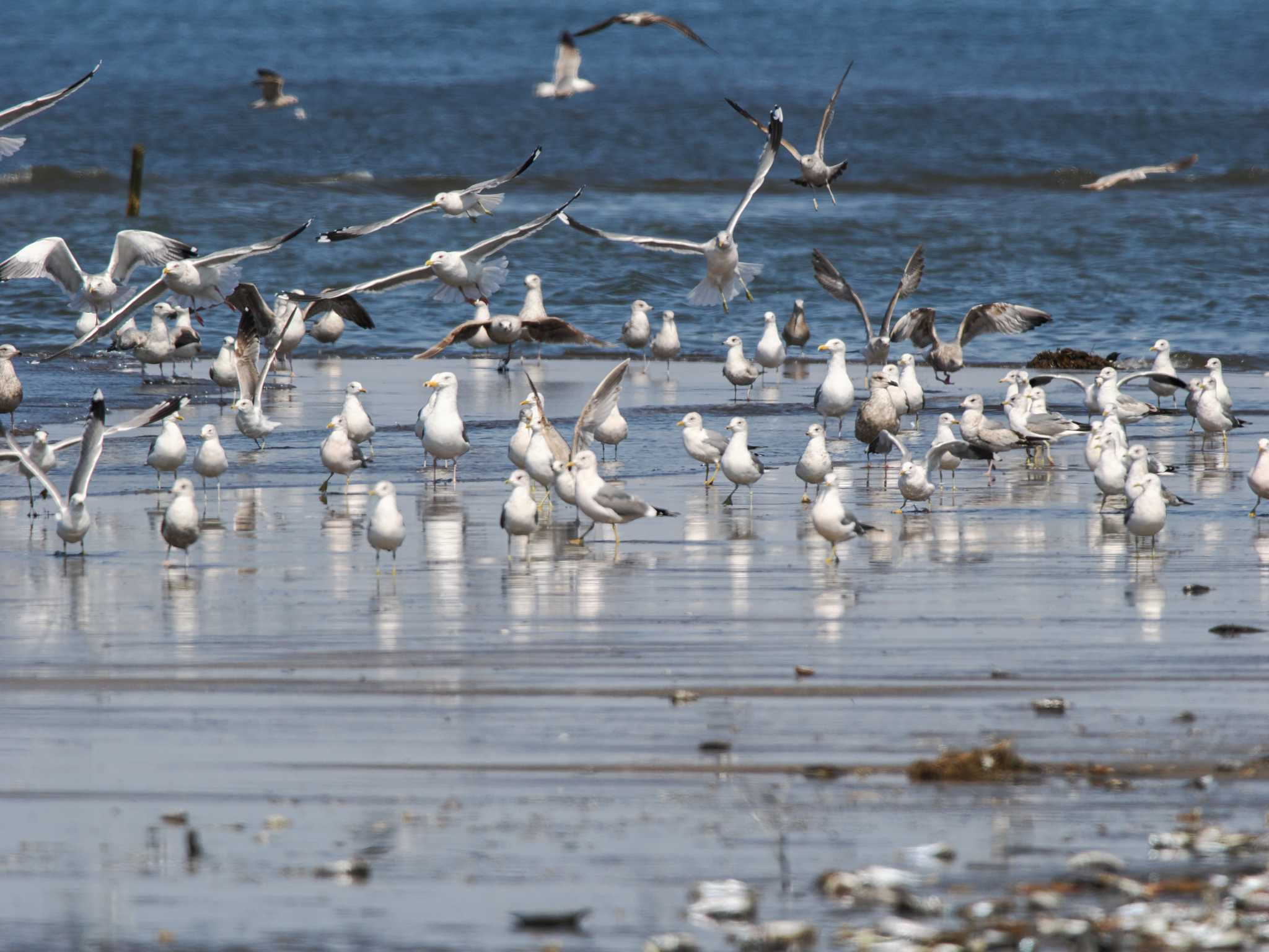 Common Gull