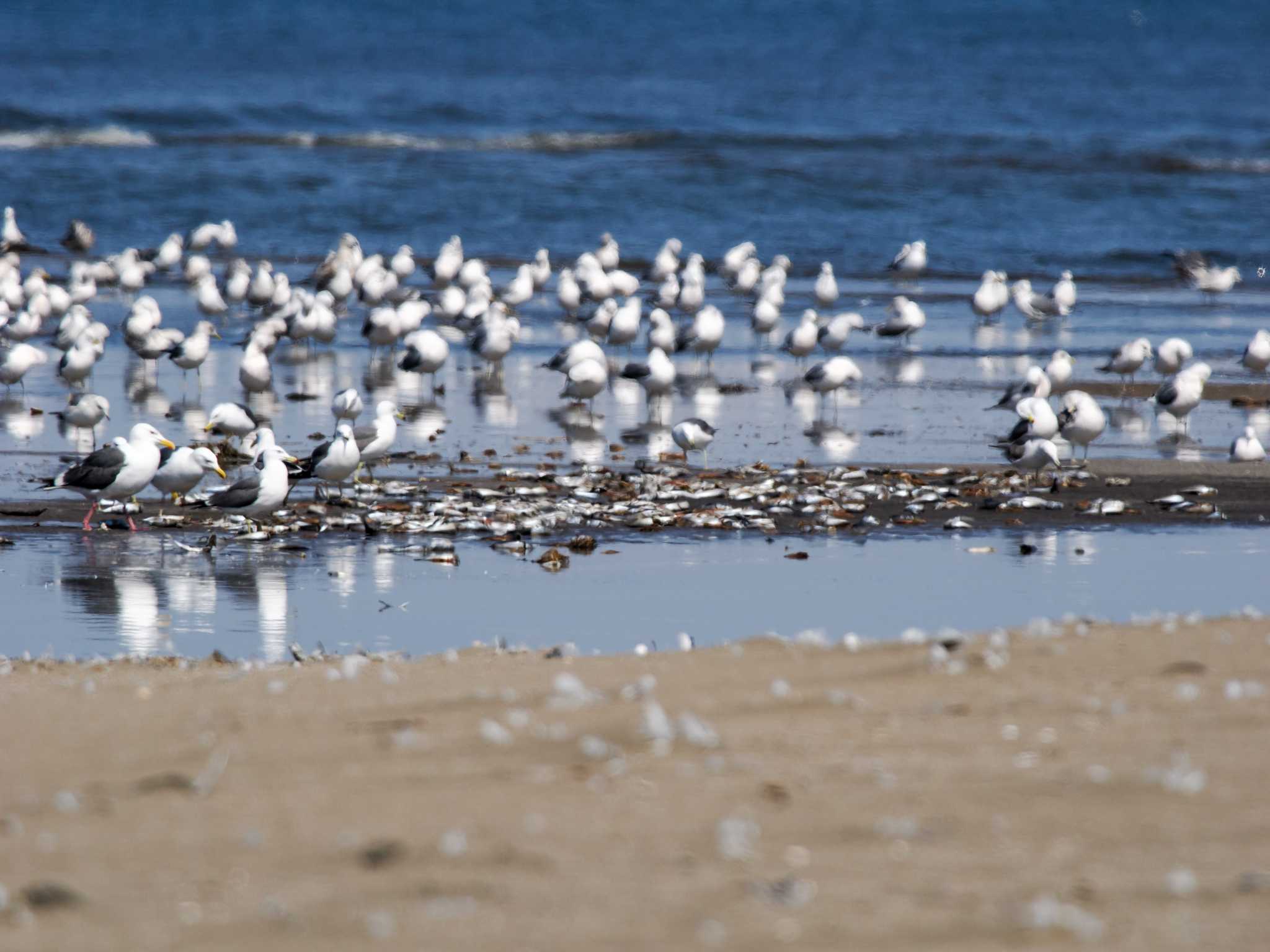 Black-tailed Gull