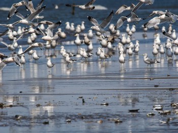 Common Gull 新川河口(札幌市) Sun, 4/7/2024