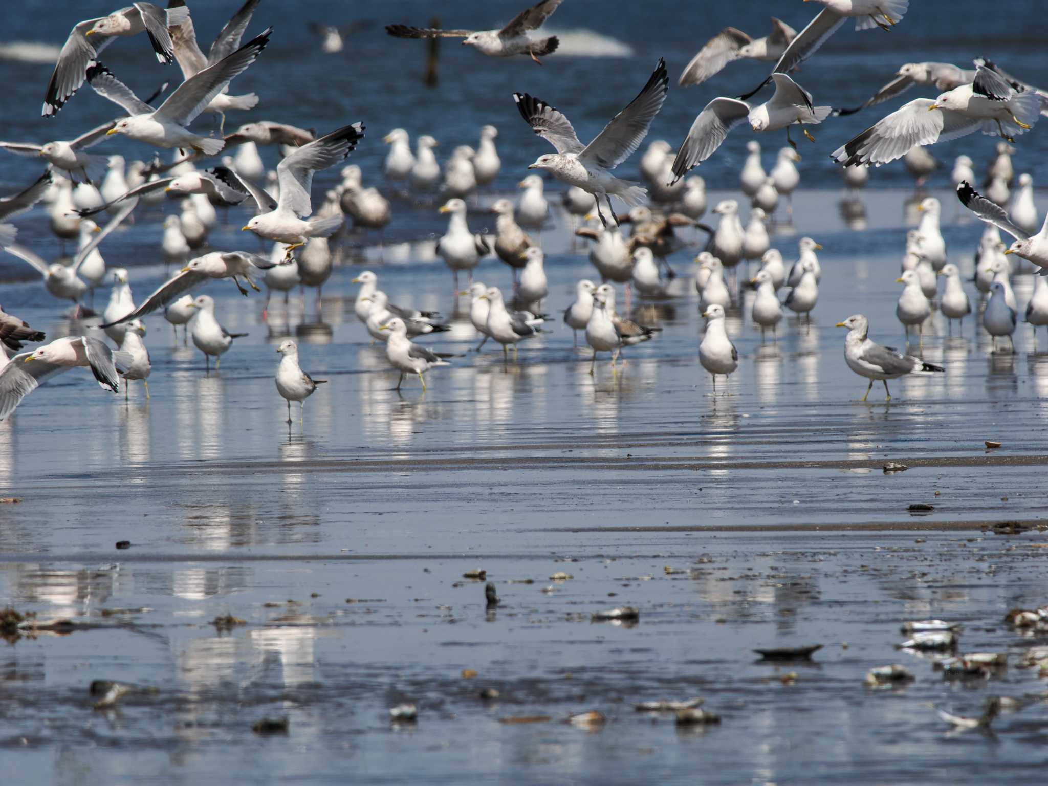 Photo of Common Gull at 新川河口(札幌市) by 98_Ark (98ｱｰｸ)