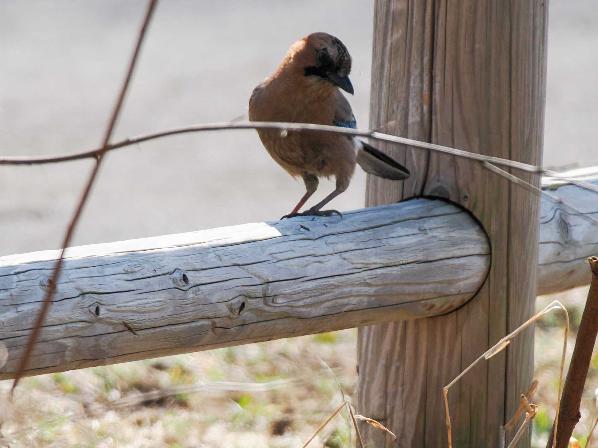 Eurasian Jay(brandtii)