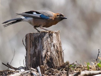 Eurasian Jay(brandtii) 新川河口(札幌市) Sun, 4/7/2024