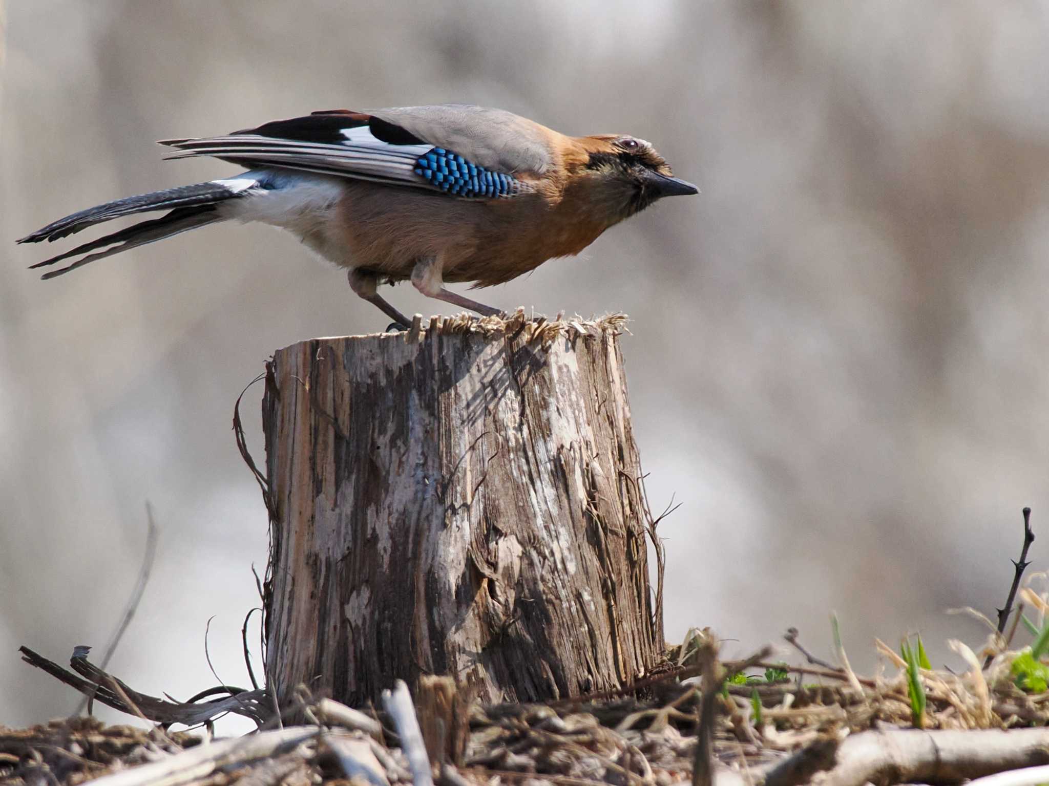 Eurasian Jay(brandtii)