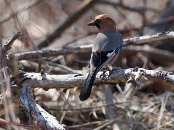 Eurasian Jay(brandtii) 新川河口(札幌市) Sun, 4/7/2024