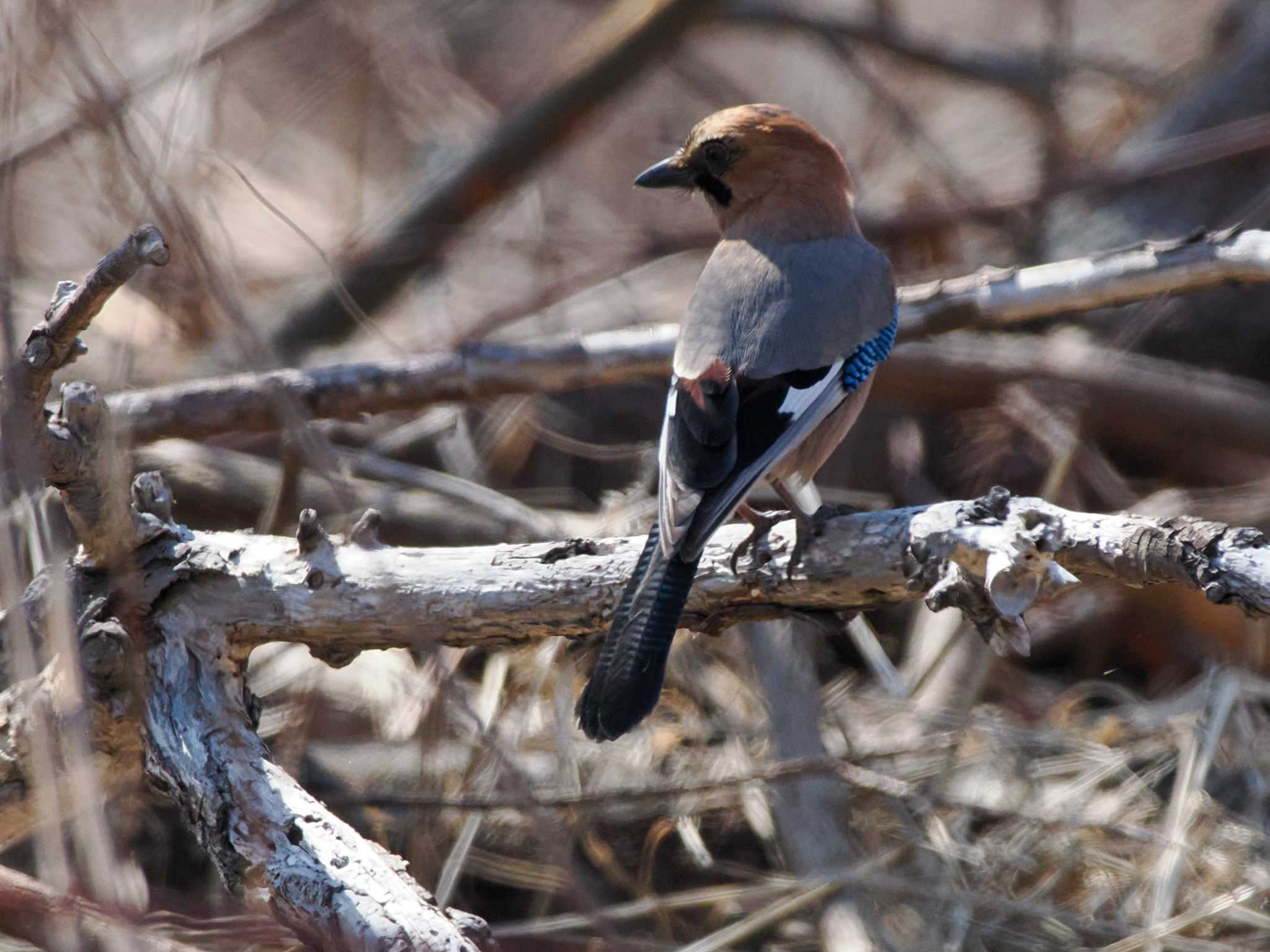 Eurasian Jay(brandtii)