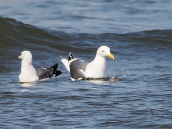 Vega Gull 新川河口(札幌市) Sun, 4/7/2024