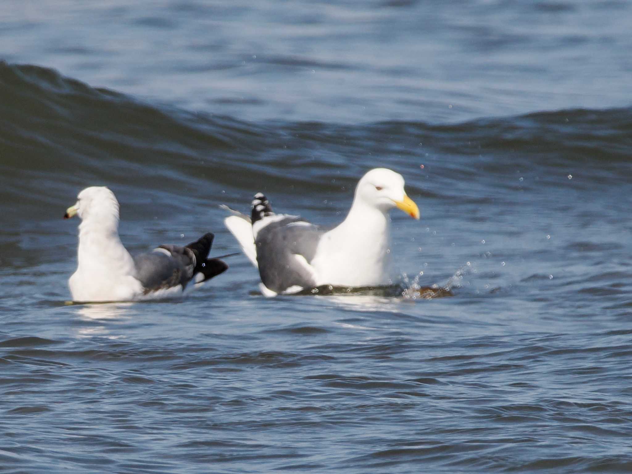 Vega Gull