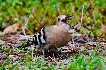 Eurasian Hoopoe Unknown Spots Mon, 4/1/2024