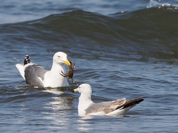 Vega Gull 新川河口(札幌市) Sun, 4/7/2024