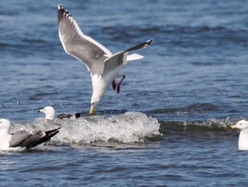 Vega Gull 新川河口(札幌市) Sun, 4/7/2024