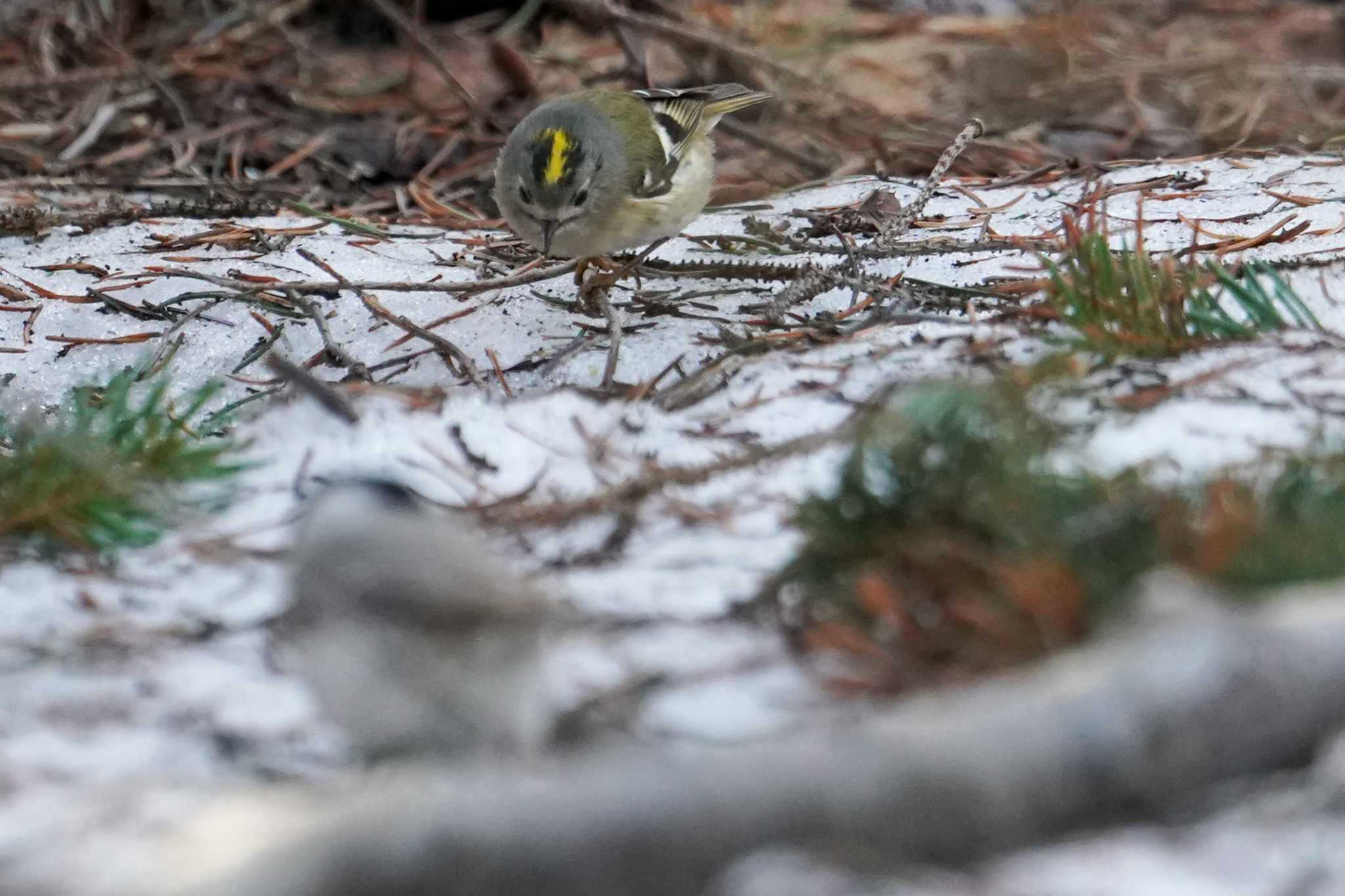 Photo of Goldcrest at 前田森林公園(札幌市) by 98_Ark (98ｱｰｸ)