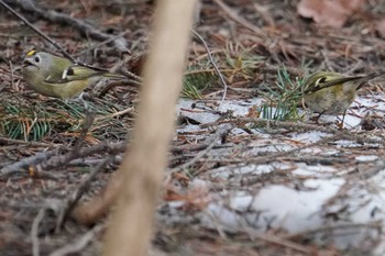 Goldcrest 前田森林公園(札幌市) Sun, 4/7/2024