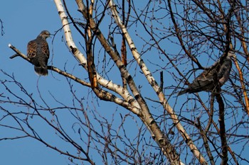 Oriental Turtle Dove 前田森林公園(札幌市) Sun, 4/7/2024