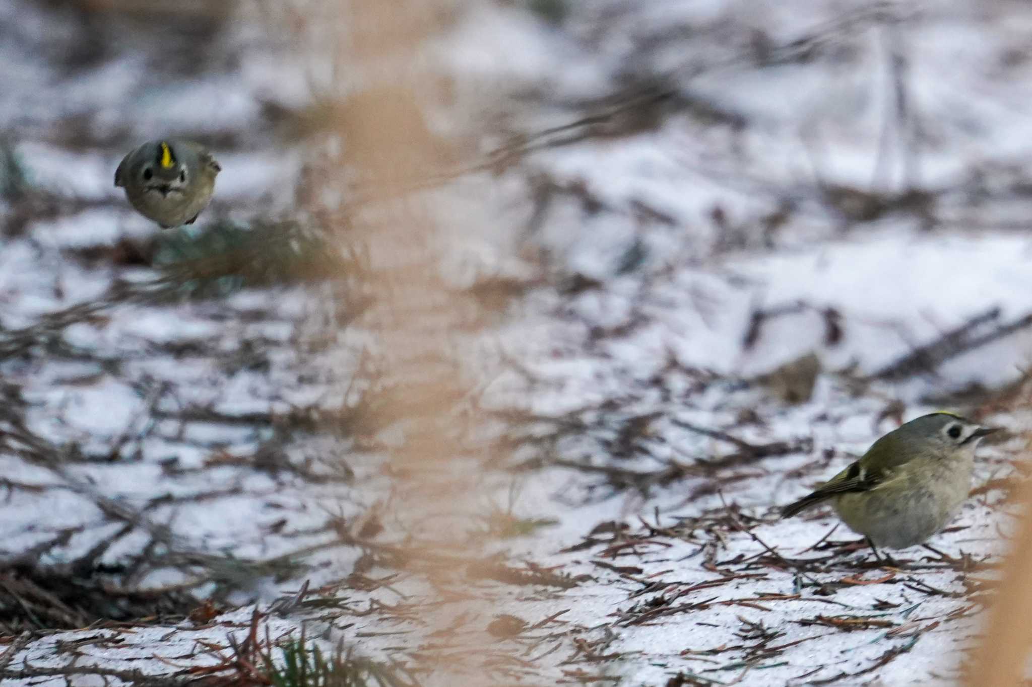 Photo of Goldcrest at 前田森林公園(札幌市) by 98_Ark (98ｱｰｸ)