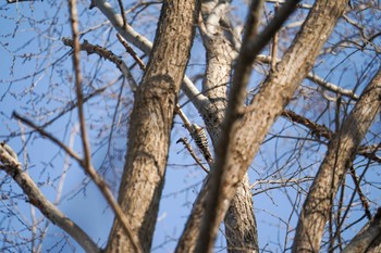 Japanese Pygmy Woodpecker(seebohmi) 前田森林公園(札幌市) Sun, 4/7/2024