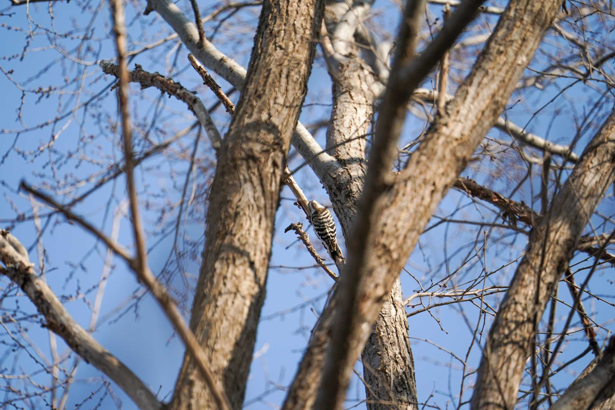 Photo of Japanese Pygmy Woodpecker(seebohmi) at 前田森林公園(札幌市) by 98_Ark (98ｱｰｸ)