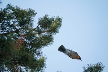 Eurasian Jay(brandtii) 前田森林公園(札幌市) Sun, 4/7/2024