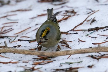 2024年4月7日(日) 前田森林公園(札幌市)の野鳥観察記録