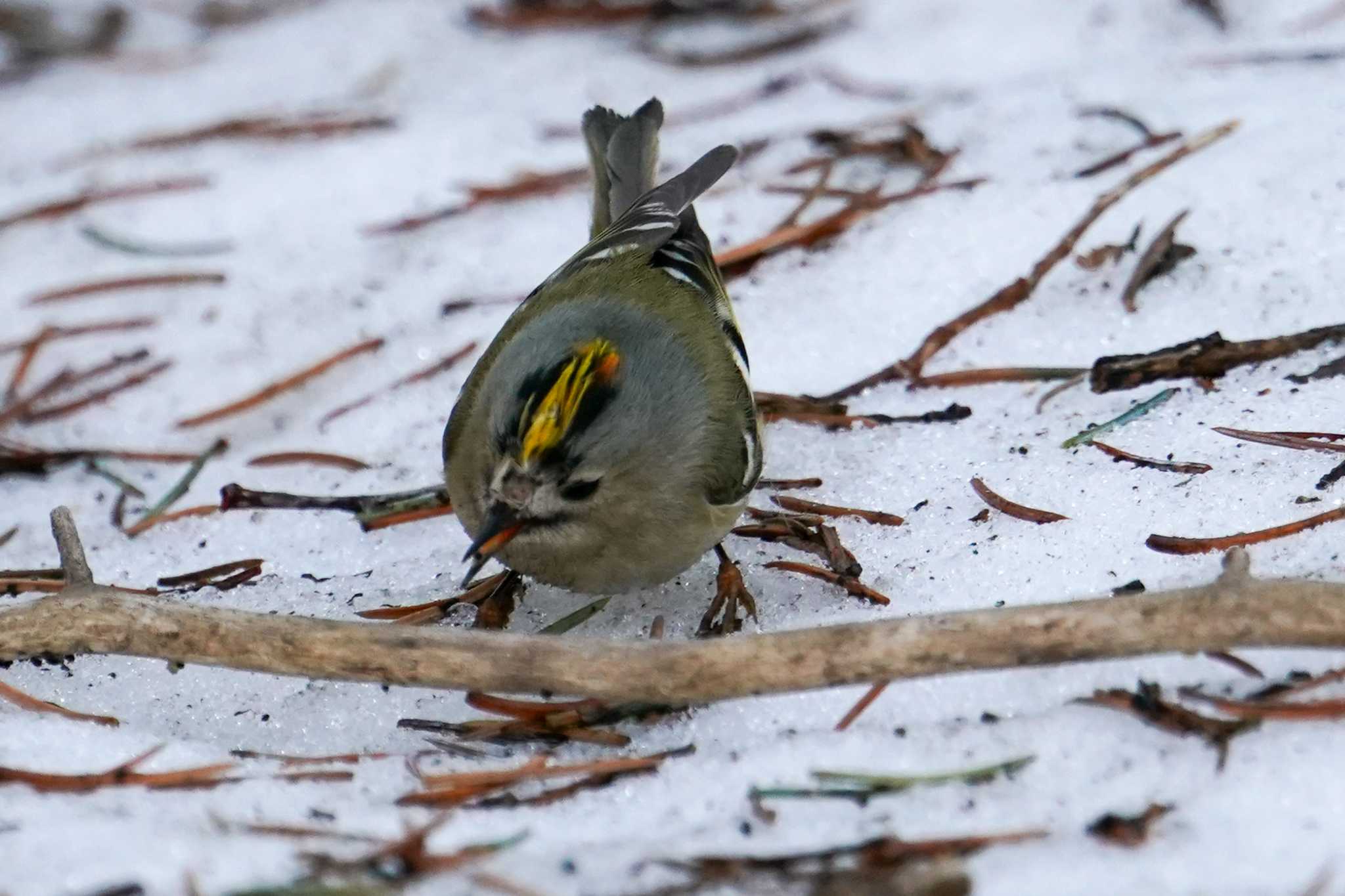 Goldcrest