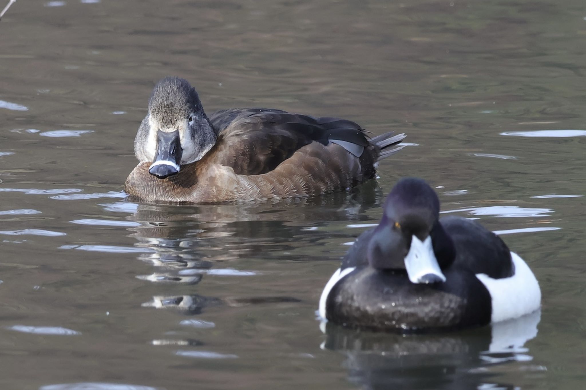 こども自然公園 (大池公園/横浜市) キンクロハジロの写真 by ToriaTama