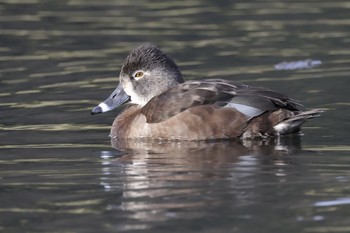 クビワキンクロ こども自然公園 (大池公園/横浜市) 2024年3月24日(日)