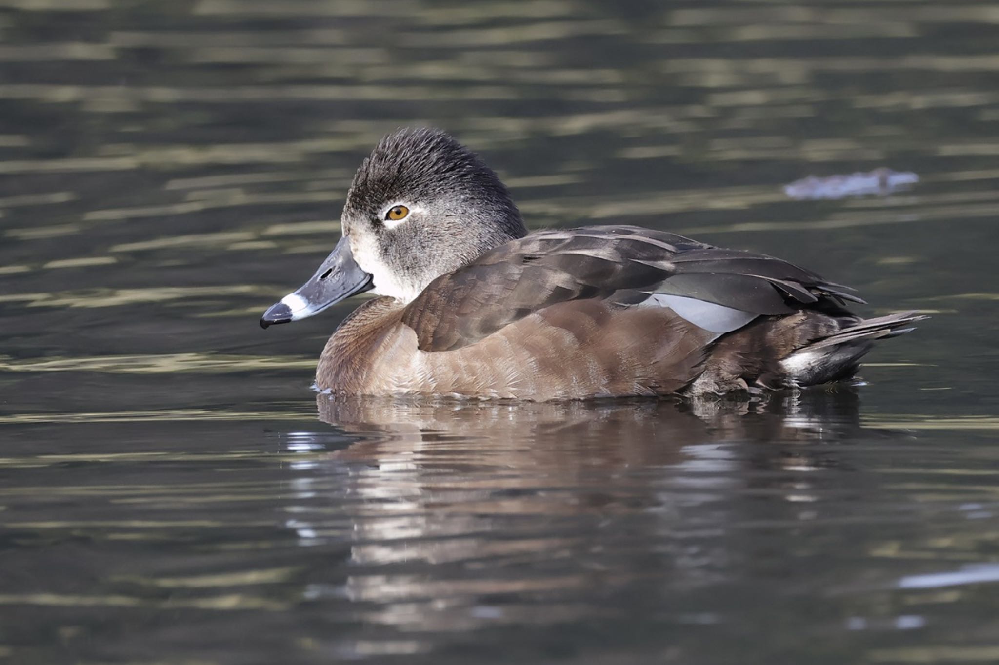 こども自然公園 (大池公園/横浜市) クビワキンクロの写真 by ToriaTama