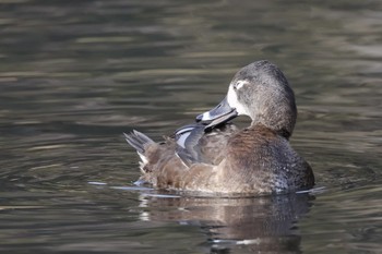 クビワキンクロ こども自然公園 (大池公園/横浜市) 2024年3月24日(日)