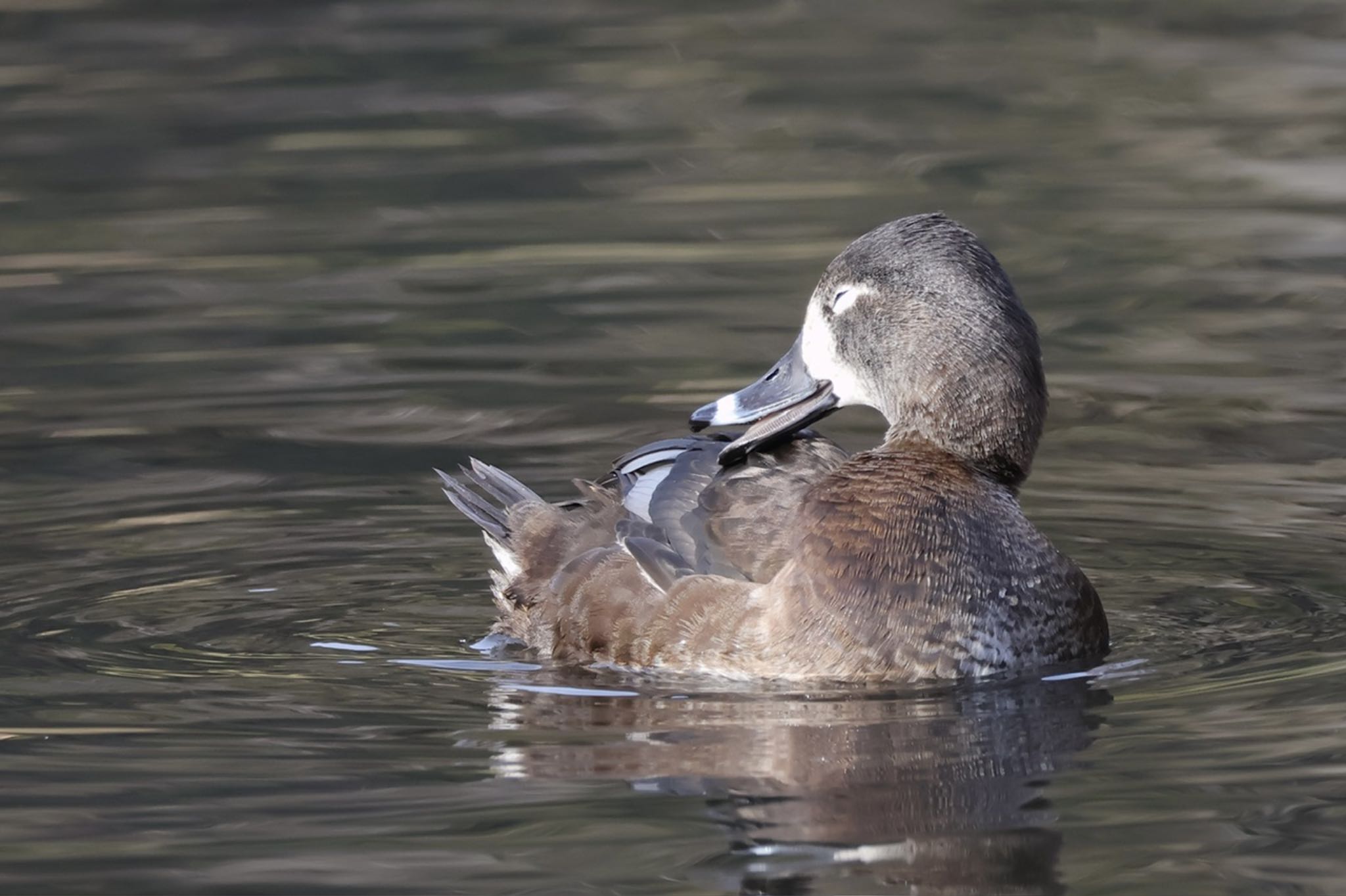 Photo of Ring-necked Duck at Kodomo Shizen Park by ToriaTama