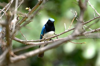 Sun, 4/7/2024 Birding report at 都内公園