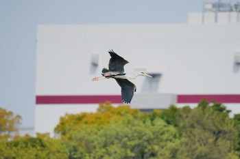 アオサギ 都内公園 2024年4月7日(日)