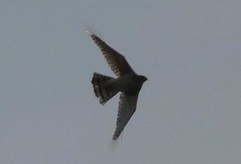 Common Kestrel 浮島ヶ原自然公園 Sun, 4/7/2024