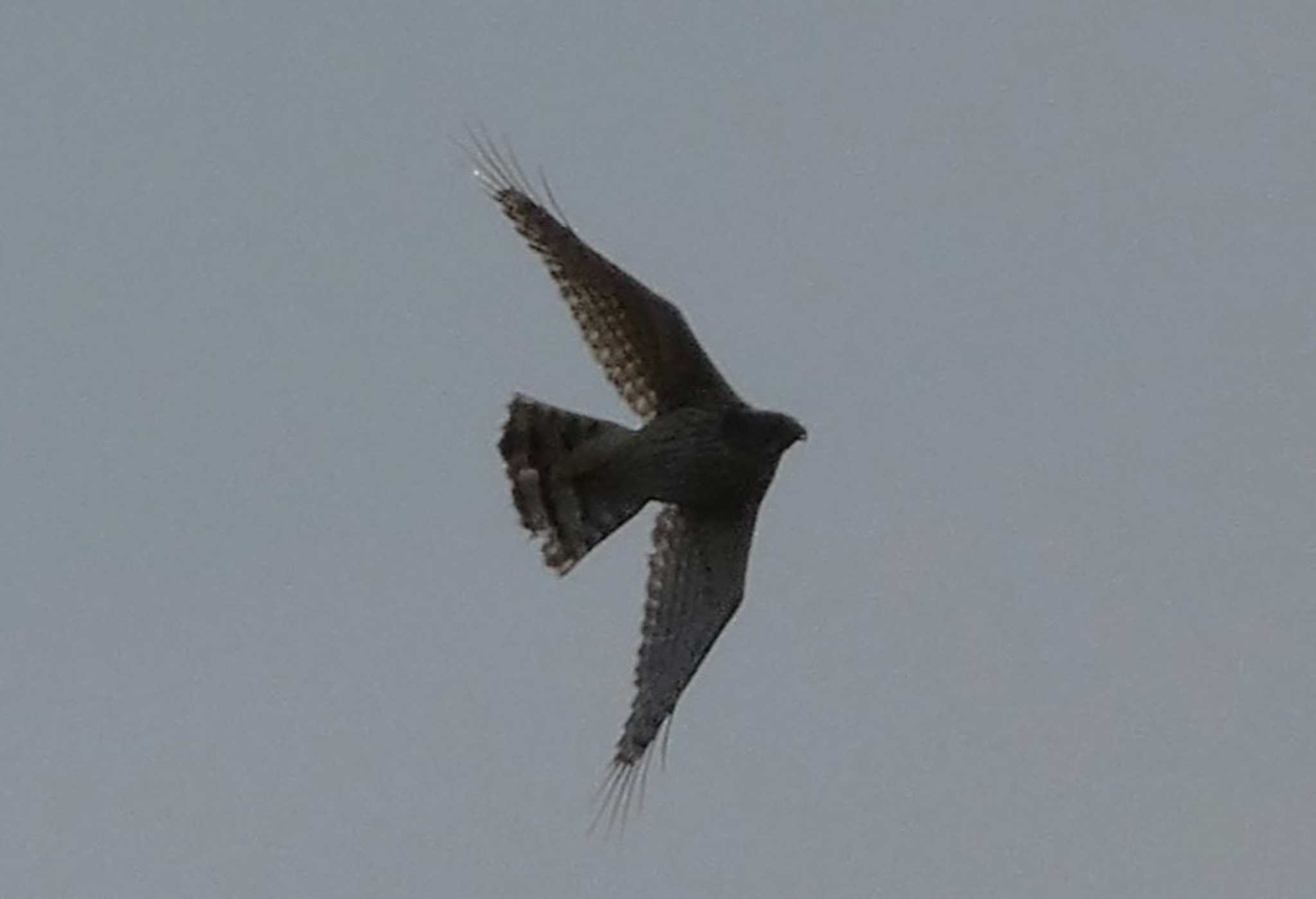 Common Kestrel