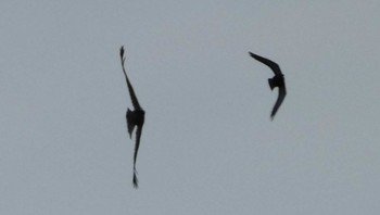 Common Kestrel 浮島ヶ原自然公園 Sun, 4/7/2024