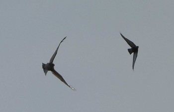 Common Kestrel 浮島ヶ原自然公園 Sun, 4/7/2024