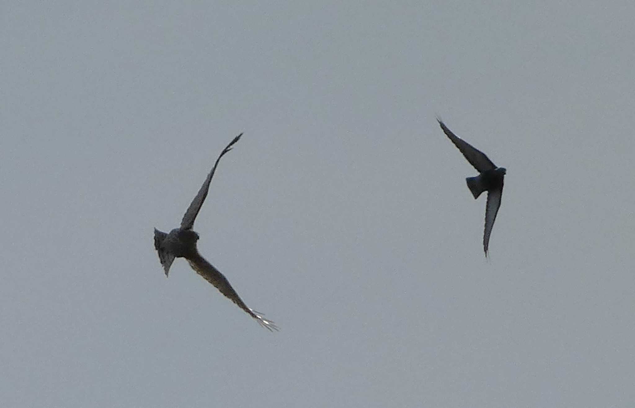 Photo of Common Kestrel at 浮島ヶ原自然公園 by koshi