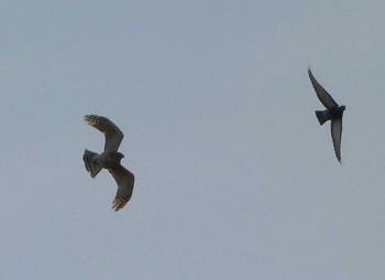 Sun, 4/7/2024 Birding report at 浮島ヶ原自然公園